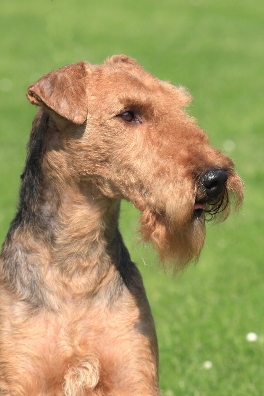 Airedale Terrier Breed Information: History, Health ...