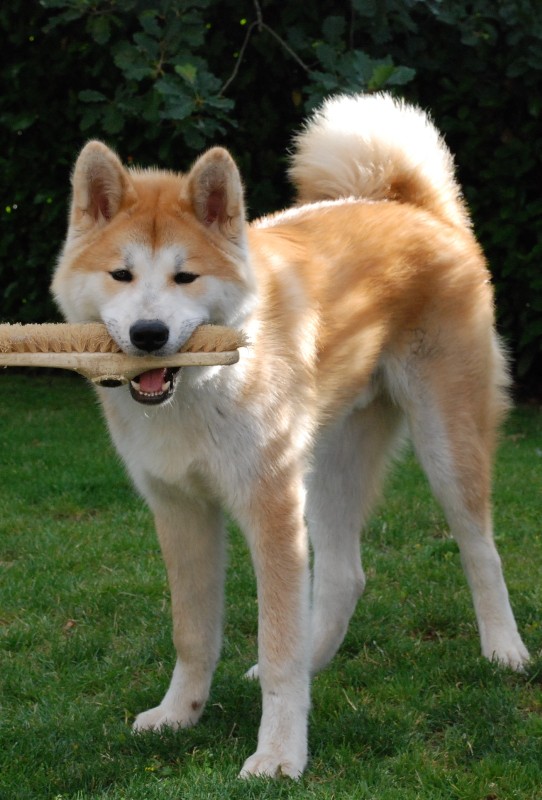 husky akita inu