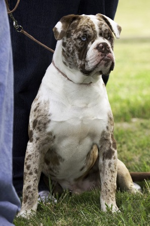 american blue bulldog