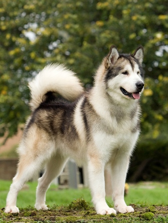 asian malamute