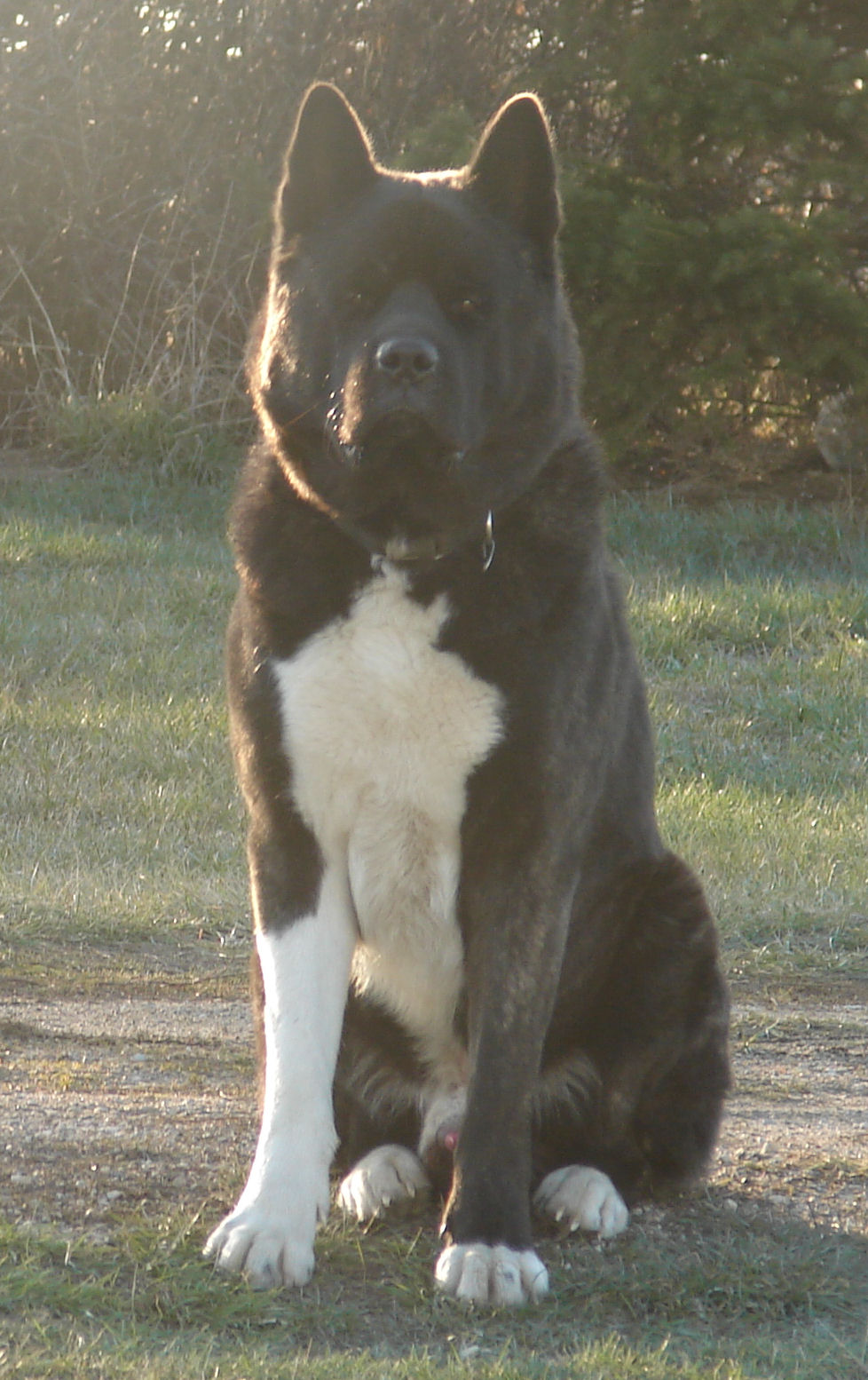 Featured image of post American Akita Inu Charakter
