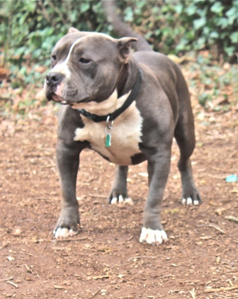 american bully standard weight