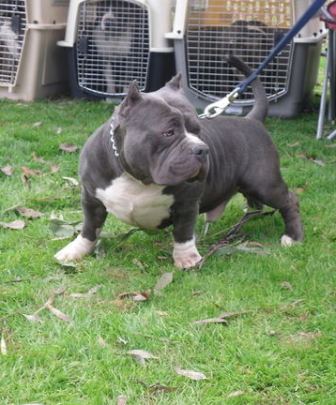 American Bully Breed Information 