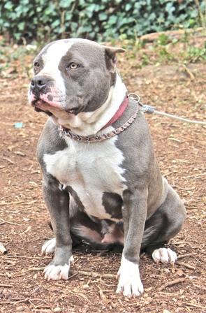 american bully standard weight