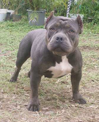 old english bulldog american bully mix