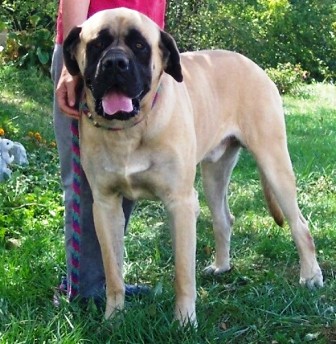 full blooded bullmastiff