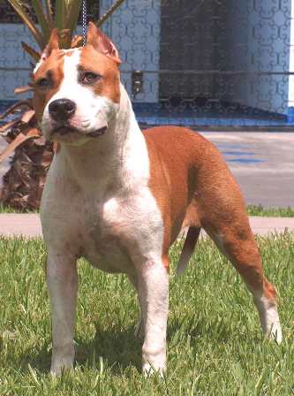 american staffordshire terrier bully