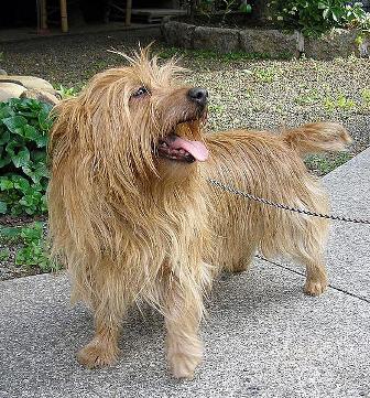 Australian Terrier Breed Information History Health Pictures