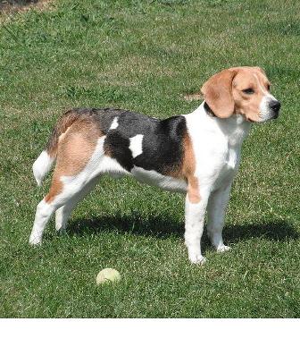 Beagles Full Grown Size
