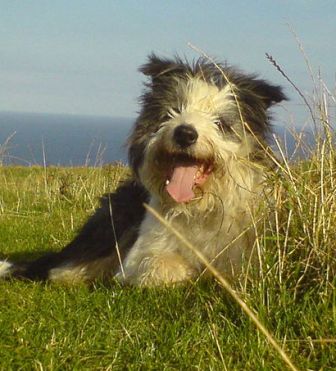 Bearded Collie Breed Information History Health Pictures And More