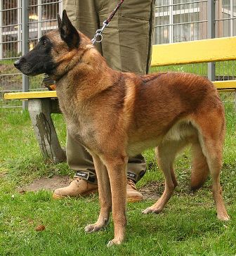 belgian shepherd dog malinois