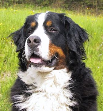 bernese mountain dog color