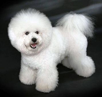 bichon frise history of breed