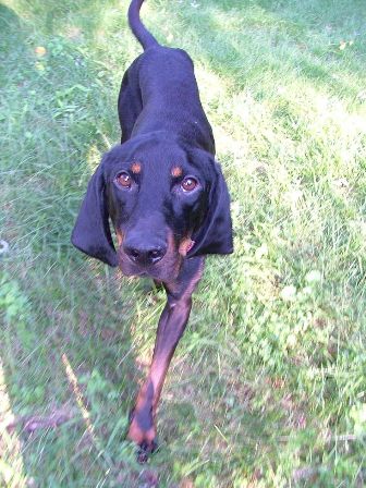 coonhound aggression