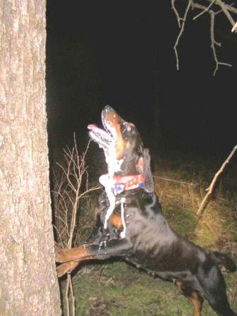coonhound aggression