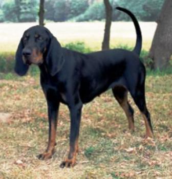 Black and Tan Virginia Foxhound Breed 