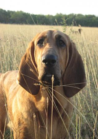 Bloodhound Breed Information: History 