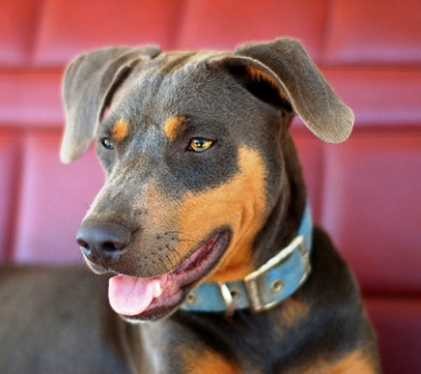 blue lacy dog breed