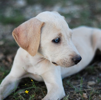 tricolor lacy dog