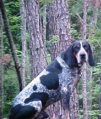 bluetick coonhound hunting