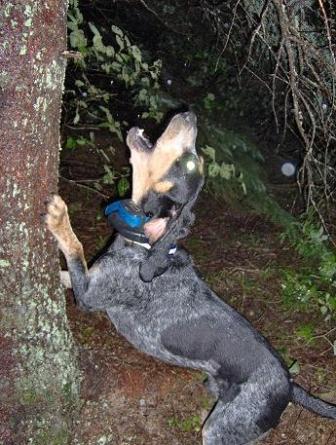 bluetick coonhound hunting