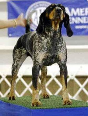 Bluetick Coonhound Breed Information History Health Pictures And More,White Thermofoil Cabinets