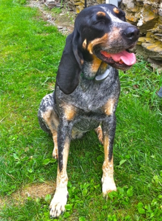 Bluetick Coonhound Breed Information History Health Pictures And More,Stair Carpet Runner