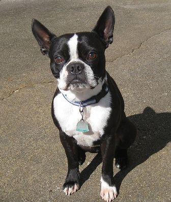 do boston terriers have webbed feet