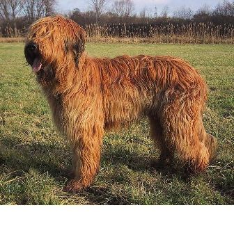 briard in not