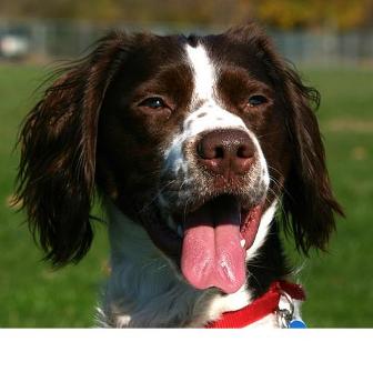 breton spaniel