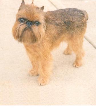 Brussels Griffon Breed Information History Health Pictures And