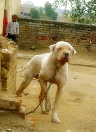 pakistani bully dog fight 2014