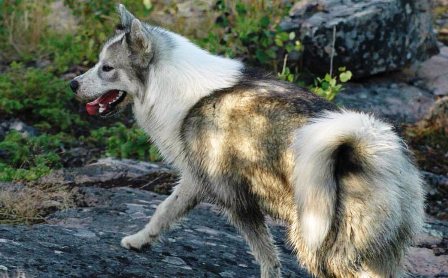 canadian eskimo dog temperament