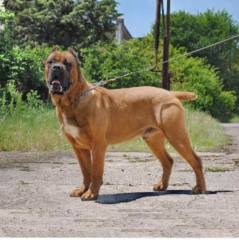 adult male cane corso