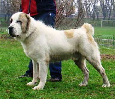 central asian mastiff