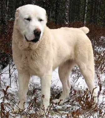 alabai russian dog