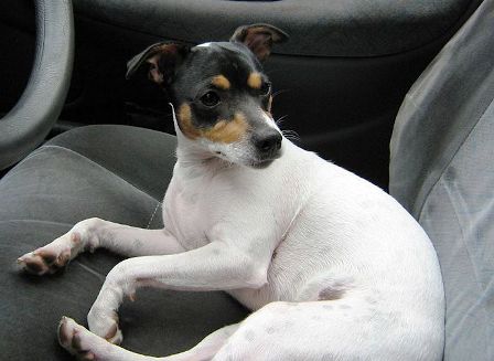 Chilean Fox Terrier Breed Information History Health Pictures