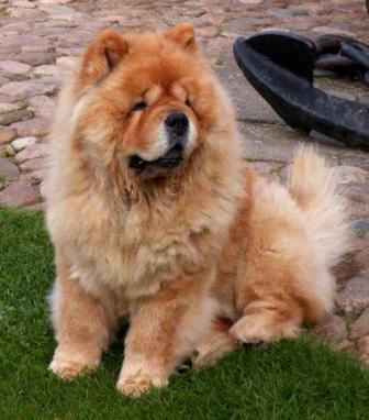 vicious chow chow