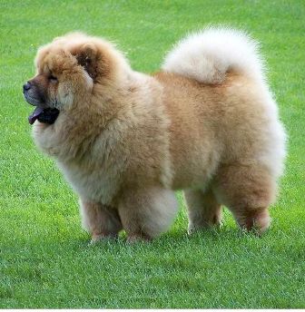 Chow Chow Breed Information History Health Pictures And More
