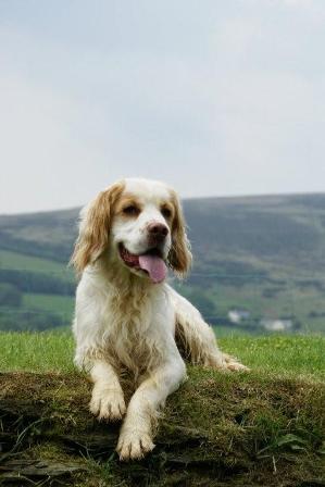 Clumber Spaniel Breed Information 