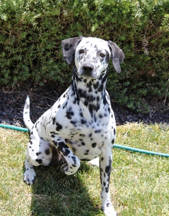 dalmation poodle cross