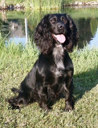 English Cocker Spaniel Breed Information History Health