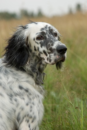 field english setter