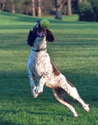 english springer spaniel coat