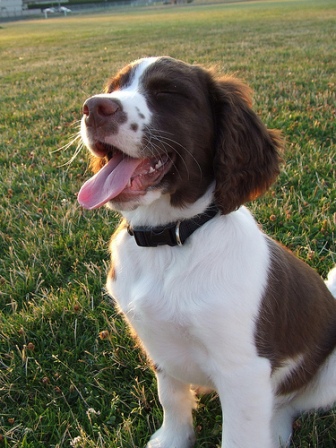 1 year old springer spaniel