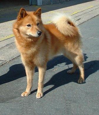Finnish Spitz Breed Information History Health Pictures And More