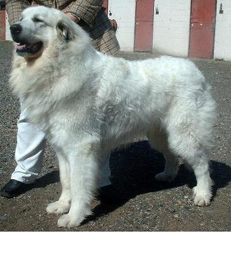 largest great pyrenees