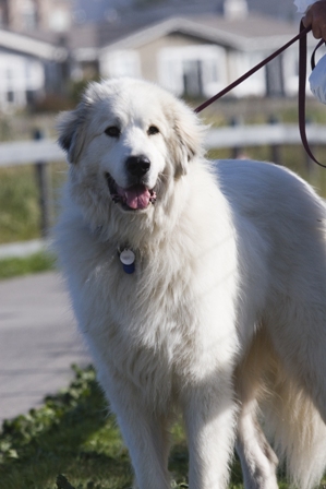 great pyrenees adults