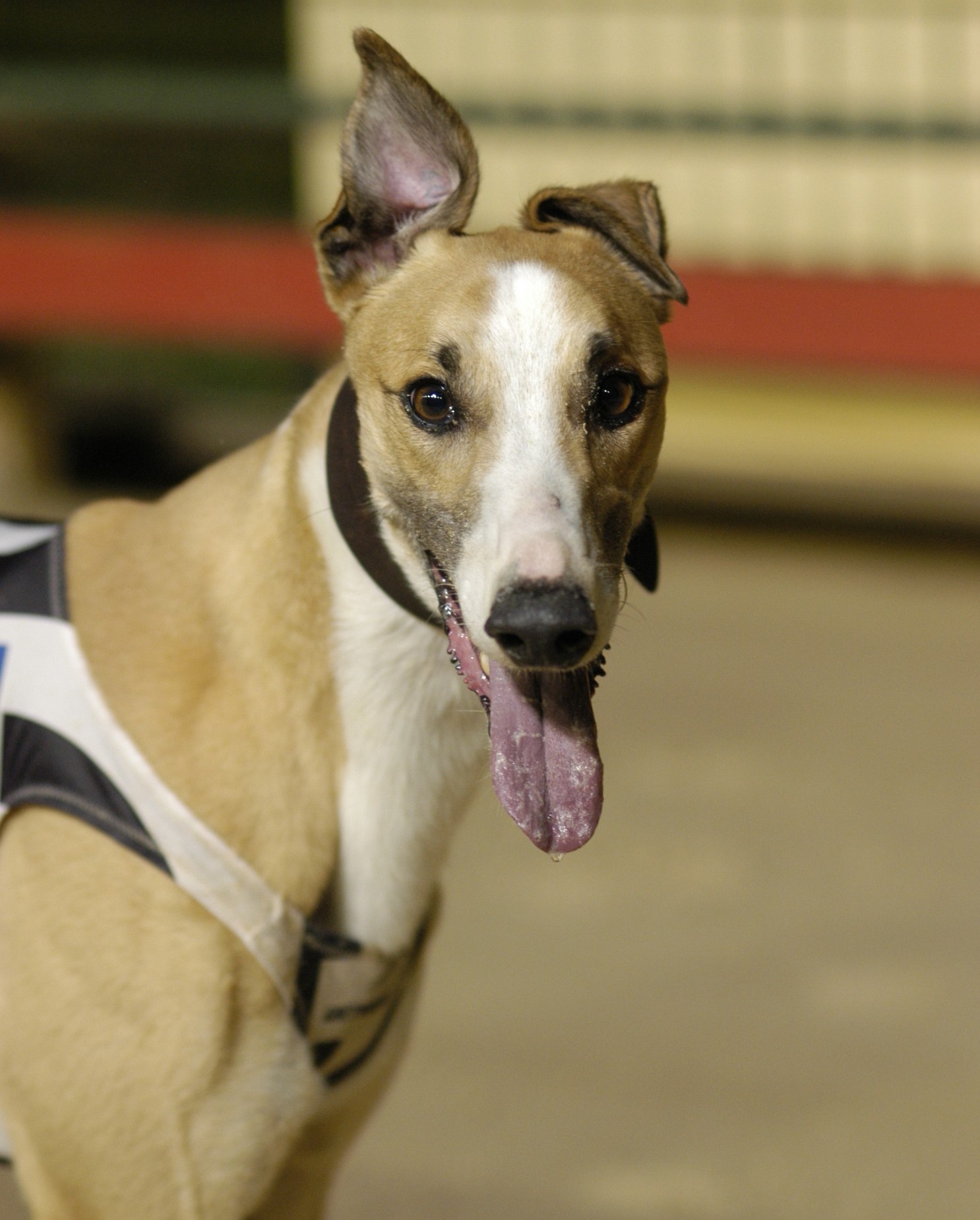 Greyhound Breed Information: History, Health, Pictures ...