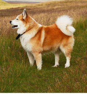 Icelandic Sheepdog Breed Information History Health Pictures